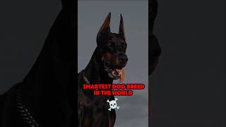 Smartest Dog Breed in The World animals trollface troll edit [upl. by Kippie]