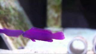 Pseudochromis fridmani  Orchid Dottyback [upl. by Chelton504]