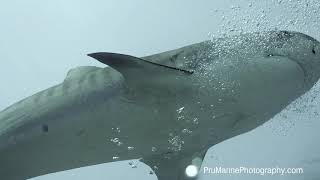 Tiger Sharks  Close Encounter  Tiputa Pass  Rangiroa Scuba Diving [upl. by Maddie]