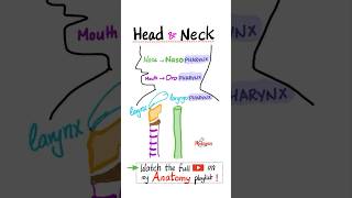 Anatomy of the Pharynx  Head and Neck Anatomy…anatomy mbbs biology science neuro nclex nurse [upl. by Ennaed]