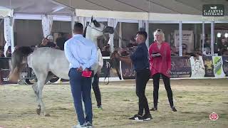 N 123 SULTANAH BINT SHYMAA HA Manda Arabian Horse Show Fillys 2022 E Class 12 [upl. by Eislel]