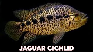 PARACHROMIS MANAGUENSIS  JAGUAR CICHLID [upl. by Mae]