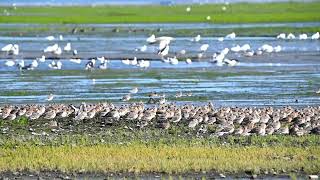 Godwits get scared of a flock of dunlins [upl. by Nidnarb]