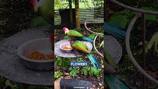 How long do redcrested turacos live birds birdslover [upl. by Macey464]