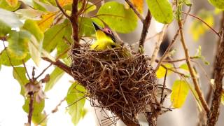 Australasian Figbird Sphecotheres flaviventris ♂ in a Nest  Australischer Feigenpirol im Nest 2 [upl. by Enyluqcaj]