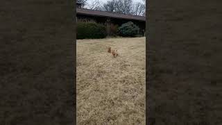 Oak Creek Farms Toller puppies [upl. by Dunaville]