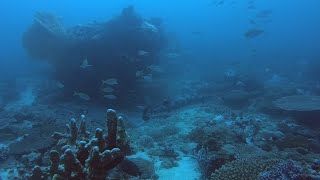 Giant Great Barracuda  Scuba diving in Madagascar [upl. by Julina]