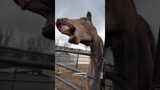 Just Horsing Around Pt 1  RxCKSTxR Comedy Voiceover [upl. by Tillio]