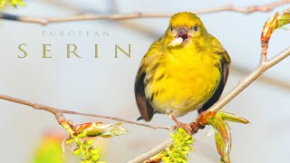 Bird sounds European serin chirping and singing in the spring [upl. by Ybbob133]