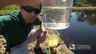 Mosquitofish  Can you guess what it eats [upl. by Ennylyak]