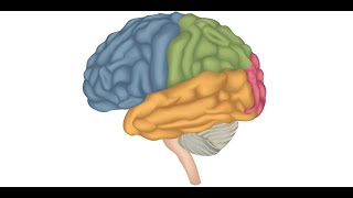 Introduction to Seizure and Epilepsy Diagnosis by Drs A Patel L Sham A Kielian and L Hayes [upl. by Aicat]