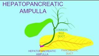 HEPATOPANCREATIC AMPULLA [upl. by Emelun]