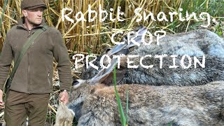 Rabbit Snaring Crop Protection [upl. by Enelhtac]