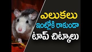 Elukalu nivarana  Home Remedies to Get Rid of Rats  elukalu rakunda  top Kitchen tips in telugu [upl. by Sihunn79]