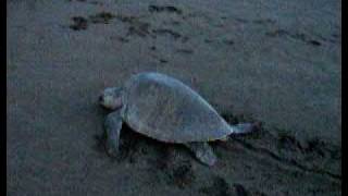 Olive Ridley Lepidochelys olivacea sea turtle crawling to the beach during daytime in Costa Rica [upl. by Tremaine]