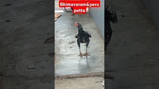 Bhimavaram peru pettalu trending breedingbirdschickenaseelmurgaviralvideoviralvideoytshort [upl. by Ardnohs]