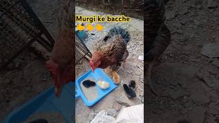 murgi ke bacche beautiful 🐤🐤🐤murga video shorts shortsvideo 👆👆👆 [upl. by Artenra]