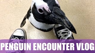 Denver Zoo Penguin Encounter Vlog  I Pet Penguins [upl. by Amary855]