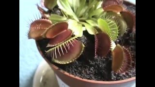 Dionaea catching a spider [upl. by Burhans828]