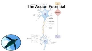 The Action Potential [upl. by Ahsatak]