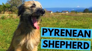 Pyrenean Shepherd  TOP 10 Interesting Facts [upl. by Dnomyar868]