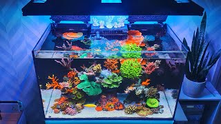 Reef Tank Update  Red Sea Reefer 250  Saltwater Aquarium [upl. by Atiuqnahs]