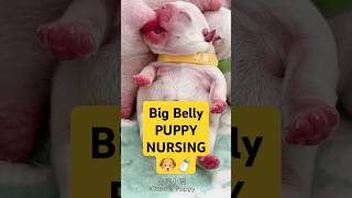 Yellow Red Nose French Bulldog Puppies nursing from its Mom nursing puppy bulldog [upl. by Ettedualc]