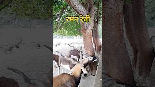 रमण रेती दर्शन गोकुल मथुराRaman reti darshan gokul mathura mathura shorts krishnastatus reels [upl. by Cortney]