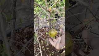 First pomegranate in my garden organic shorts fruits [upl. by Adey]