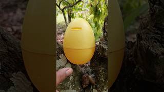 finding egg and snail in the chocolate tree snail egg [upl. by Alexandr569]