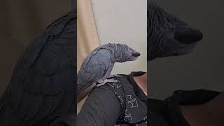 മിമിക്രിക്കാരൻ ചിക്കു  African grey parrot making water sound  Malayam talking parrot shorts [upl. by Zaremski]