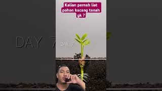 Kalian pernah liat gk  gardening plants farming agriculture garden timelapse mhdmabrur [upl. by Dambro]