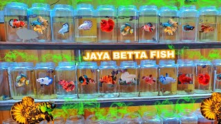 KOLEKSI IKAN CUPANG FULL JENIS DI FARM JAYA BETTA FISH RIBUAN EKOR WARNA WARNI SIAP JUAL🥰🤑 [upl. by Attiuqahs]