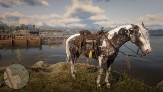 Red Dead Redemption 2 How To Get The Missouri Fox Trotter  Amber Champagne And Silver Dapple Pinto [upl. by Mariejeanne350]