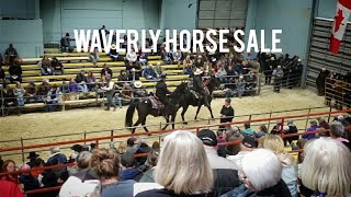 Waverly horse sale spring 2022 [upl. by Fronia478]