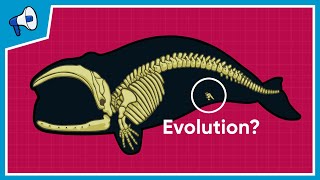 What is the Evidence for Evolution [upl. by Kathe]