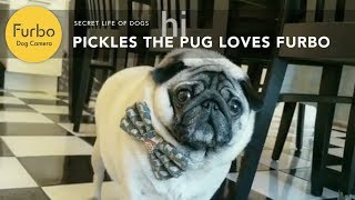 Pickles The Adorable Pug Loves This Camera Made For Dogs [upl. by Issor]