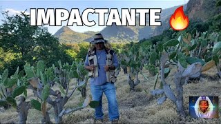 IMPACTANTE lo que Encontramos Con Radiestesiaen tierras de san jose Jalisco [upl. by Ainotal389]