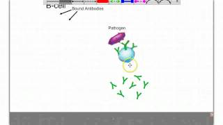 The Cellmediated and Antibodymediated Immune responses [upl. by Varipapa]