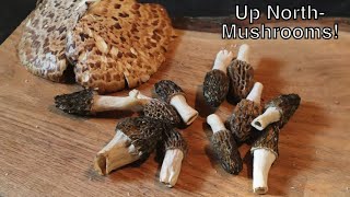 Wild Mushroom Harvest Cooking Morels amp Pheasant Back [upl. by Ylatfen]