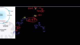 Biochemistry  Transaminases amp the Urea Cycle [upl. by Wolfgang]