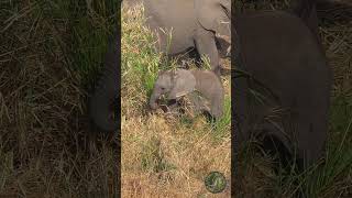 Baby Elephant Takes On Reeds [upl. by Lledo]