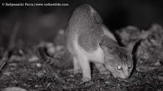 Jungle Cat Borivali National Park [upl. by Narayan402]