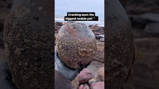 Biggest Nodule Cracked Open Yet 👀 fossil crystals fossillovers [upl. by Farro710]