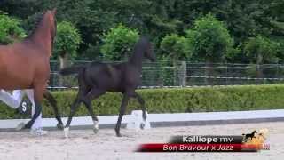 49  Kalliope mv  Bon Bravour x Jazz [upl. by Anidan]