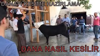 KURBANLIK DANA KESİMİNDE ZOR ANLAR KURBAN BAYRAMI [upl. by Lyndsie921]