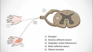 THE NERVOUS SYSTEM Spinal Reflex Simple Reflex Arc [upl. by Oleg]