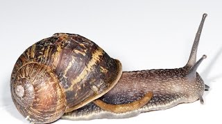 HOW TO USE A MORTAR AND PESTLE FOR SNAIL EXECUTION IN THE SOLARIUM GEEZER TIPS AND LIFE HACKS [upl. by Cassil]