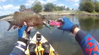 Kayak Fishing in South East Queensland  Mangrove Jack and Barramundi on surface lures [upl. by Latyrc796]