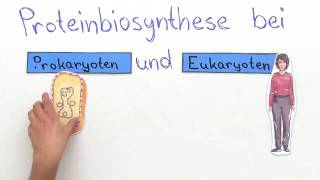 PROTEINBIOSYNTHESE  VERGLEICH VON PROKARYOTEN UND EUKARYOTEN  Biologie [upl. by Rehpatsirhc]